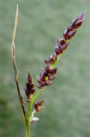Setaria flavida